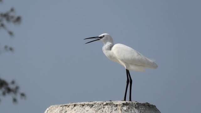 A white egret bird perched on the top of a concrete pillar
