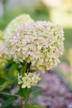 Hydrangea Pixio in First Hints of Pink Hue
