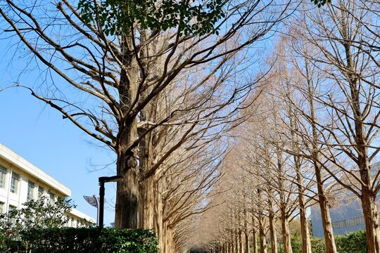 冬のメタセコイア（アケボノスギ）並木と校舎