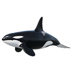 Obraz premium Black and white orca floating in ocean, perfect for marine wildlife, conservation, and design projects, isolated on white or transparent background. PNG format.