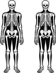 Two Full Body Human Skeleton Silhouettes Facing Forward anatomy bones © MDBENJIR
