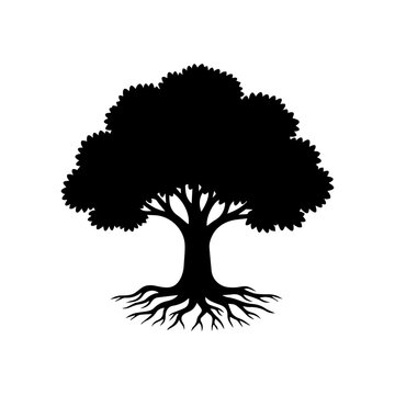 Detailed black oak tree silhouette with a wide canopy and exposed root system.
