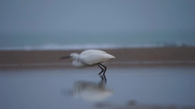 Great Egret Taking Off from Cloudy Beach, Freedom and Wildlife Concept