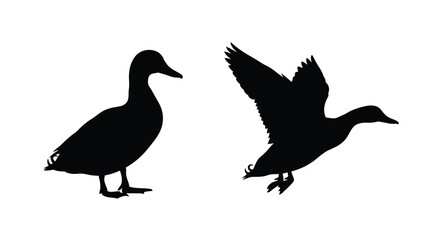 Two ducks in contrasting poses a striking black silhouette © MSTSALINA
