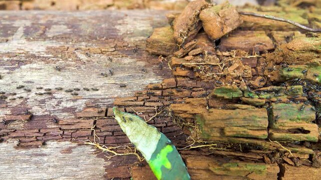 A column of Hospitalitermes termites moves through forest litter. Malacca rainforest.