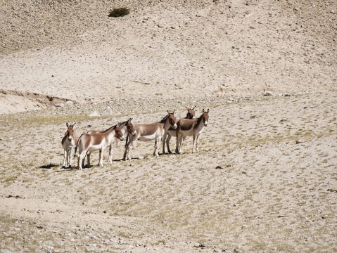 herd of Kiang, the tibetan wild ass, in rocky arid landscape in Ladakh, Asia. Wildlife of Himalayas