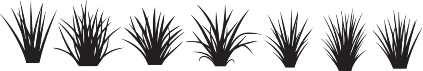 Fototapeta premium Silhouette of cattails or bulrushes plants