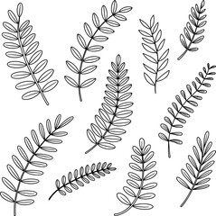Fototapeta premium Hand Drawn Fern Leaf Illustrations on White Background Simple Botanical Vector Art
