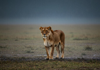 Female lion in savanna landscape
