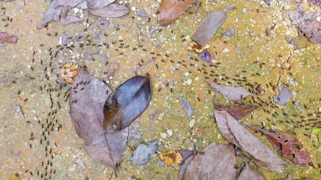 A column of Hospitalitermes termites moves through forest litter. Malacca rainforest.