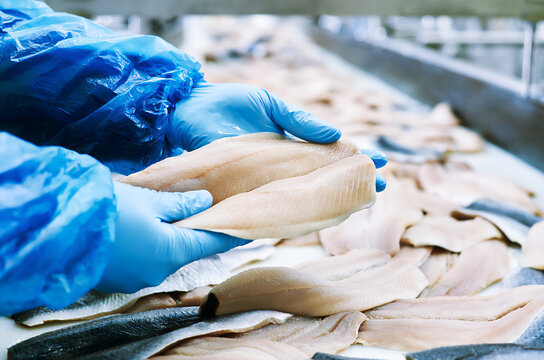 Fresh Raw White Seafood Fish Fillets On Stainless Steel Industrial Conveyor Belt. Selective focus 