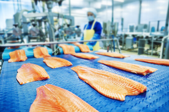Fresh red sea fish moving along conveyor belt in modern food processing . Selective focus 