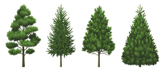 Fototapeta premium Set of green coniferous pine and spruce trees with needles isolated on white background