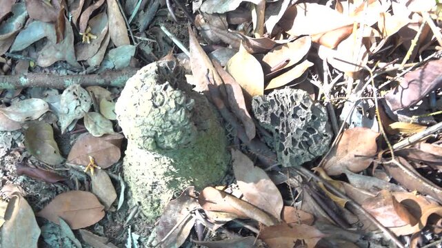 Sturdy termite mounds are built in the Malacca rain forest from dense clay.