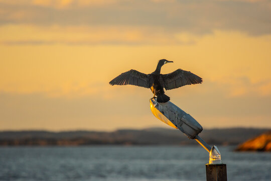 Great cormorant Phalacrocorax carbo balancing on buoy at sunset.