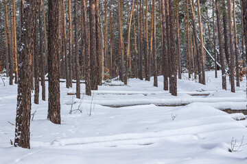 Fototapeta premium Snow and fallen trees on the ground. Pine trunks in a dense pine forest.