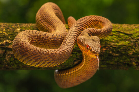 Mangrove Pit Viper