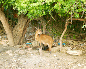 Obraz premium Nanny or doe goat Capra hircus with horn domestic species kept as livestock milking and meat wild animal resting and standing Mactan Cebu under neem tree Azadirachta indica green leaves with small