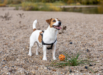 Happy Small Dog Standing On Sandy Beach With Orange Ball Autumn Park