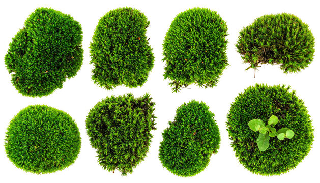 Eight verdant moss clumps isolated on black, showing varied shapes/textures