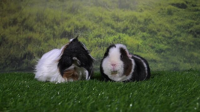 meerschweinchen tier natur nager riechen