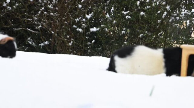 meerschweinchen schnee winter tier natur nager laufen rennen