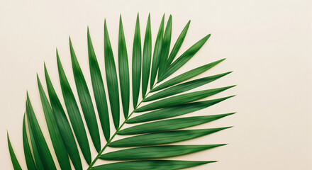 palm tree leaf