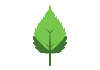 Fototapeta premium Realistic Vector Illustration of a Gradated Green Leaf with Serrated Edges and Natural Texture