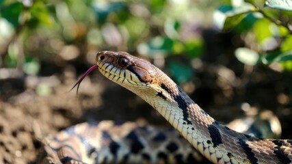 Obraz premium Close-up of a gopher snake with forked tongue in natural habitat.