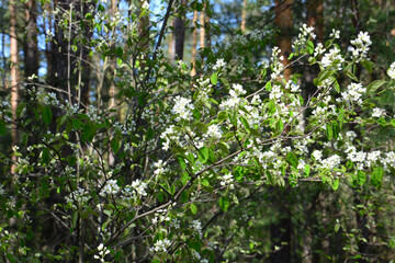Fototapeta premium a close up of White Blossoms Blooming in a Sunny Forest