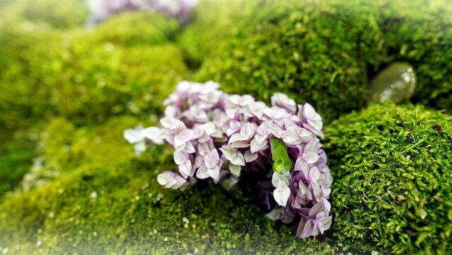 Pink Turtle Vine Plant on Mossy Ground Close Up