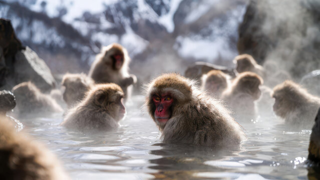 猿 温泉」の写真素材 | 19,607件の無料イラスト画像 | Adobe Stock