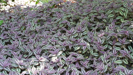 Wandering Jew Plant Care Guide Propagation and More