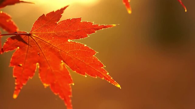 Vibrant red maple leaf beautifully backlit by warm golden sunlight during autumn, revealing its delicate vein patterns and brilliant seasonal colors.
