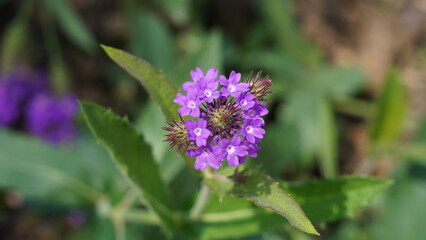 Fototapeta premium Close Up of Purple Verbena Flower Bloom in Detail