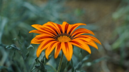 Stunning Gazania Flower Close Up Orange and Red