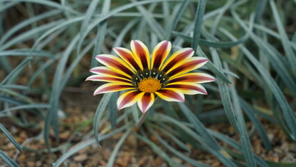 Beautiful Gazania Flower Close Up Photography Shot