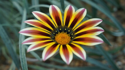 Striking Gazania Flower Close Up Captivating Floral Beauty