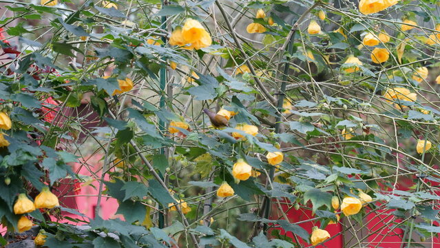 Flowering Maple Bush with Bird Perched Among Blooms