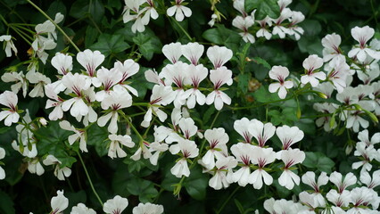 Elegant white flowers with deep red veins in nature
