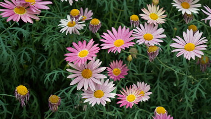 Obraz premium Beautiful Pink and White Daisies in a Lush Green Garden