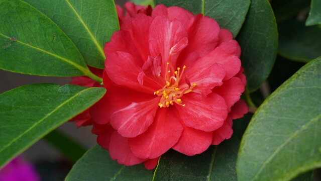 Beautiful Red Camellia Flower Close Up Nature Photography