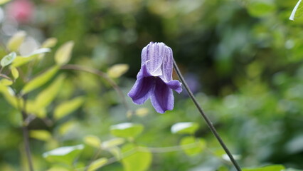 Purple Clematis Flower in Natural Garden Setting