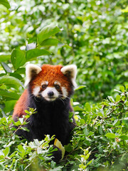 緑の中で見つめるレッサーパンダ
