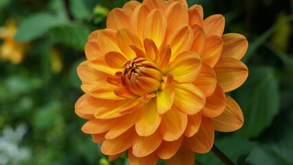 Close up of an Orange Dahlia Flower in Full Bloom