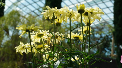 Pale Yellow Daisies in a Garden Under Glass Architecture