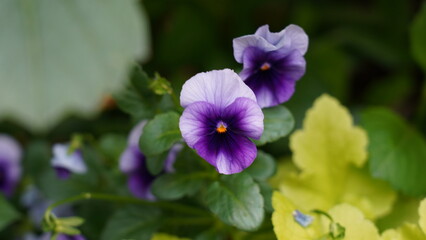 Vibrant Purple Pansy Flowers in a Garden Bloom