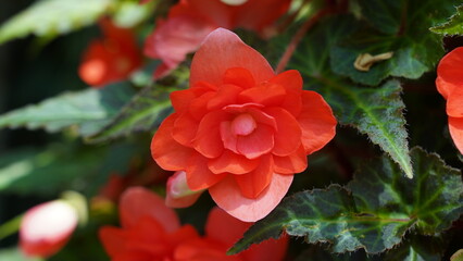 Fototapeta premium Beautiful Red Begonia Flower Close Up Shot