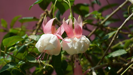 Beautiful Fuchsia Flowers Blossoming in the Garden