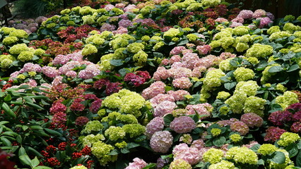 Colorful summer garden with lush pink and green hydrangeas